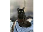 Adopt Minerva a Domestic Long Hair