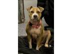 Adopt TANGERINE a Pit Bull Terrier