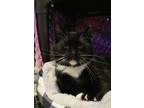 Adopt Emerald 51860 a Domestic Short Hair