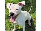 Adopt LAINEY a Mixed Breed, Pit Bull Terrier
