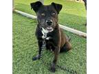 Adopt Betty a Mixed Breed