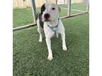 Adopt Abigail a Mixed Breed