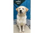 Adopt SUZIE a Golden Retriever, Great Pyrenees