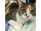 Adopt Becky a Domestic Short Hair