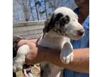 Adopt Betty a Australian Shepherd