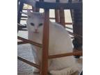 Adopt Heady a American Shorthair