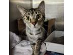 Adopt Tulip a Domestic Short Hair