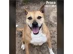 Adopt PRISCA a Pit Bull Terrier, Mixed Breed