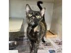 Adopt Theodosia a Domestic Short Hair