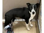 Adopt Lizzy a Border Collie, Labrador Retriever