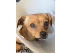 Adopt Gingersnap a Mixed Breed