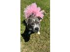 Adopt Magnolia a Pit Bull Terrier, Mixed Breed