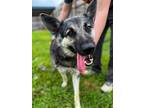 Adopt Mirabelle a German Shepherd Dog, Mixed Breed