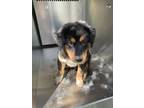 Adopt Bernice a Bernese Mountain Dog, Mixed Breed