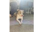 Adopt Rose a Pit Bull Terrier, Mixed Breed