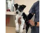 Adopt Florence a Appenzell Mountain Dog, Mixed Breed