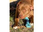 Adopt Princess a Pit Bull Terrier