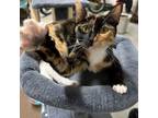 Adopt KIKI a Tortoiseshell