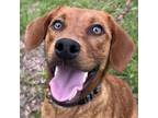 Adopt Miranda a Black Mouth Cur, Mixed Breed