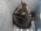 Adopt Midnight a Domestic Short Hair