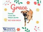 Adopt Grace a Labrador Retriever, Pit Bull Terrier