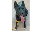 Adopt BOLA a Border Collie, Mixed Breed