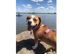 Adopt HOPE a Beagle, Mixed Breed