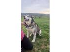 Adopt Harmony a Alaskan Malamute