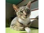 Adopt Semicolon a Domestic Short Hair