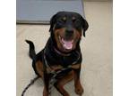 Adopt Linda a Rottweiler