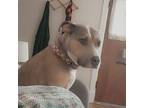 Adopt Luna a Pit Bull Terrier