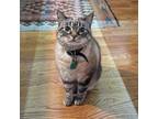 Adopt Indigo a Domestic Short Hair