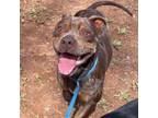 Adopt Aurelia a Catahoula Leopard Dog