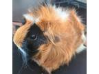 Adopt Sally a Guinea Pig