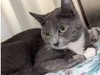 Adopt Balle a Domestic Short Hair