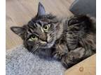 Adopt Sigrid a Domestic Short Hair