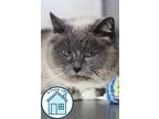 Adopt Angel a Domestic Short Hair