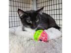 Adopt Magic 8 Ball a Domestic Short Hair