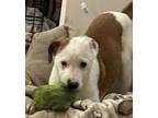 Adopt Willow a Mixed Breed