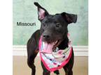 Adopt Missouri a Shepherd, Pit Bull Terrier