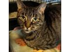 Adopt Jewel a Domestic Short Hair