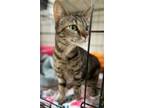 Adopt Noreen a Torbie