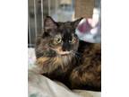 Adopt Roxy a Tortoiseshell