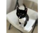 Adopt Ophelia a Tuxedo