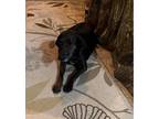 Adopt Ellie Mae (5yo, 46lbs) a Hound, Labrador Retriever