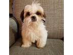 Adopt Chanel #124 a Shih Tzu