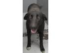 Adopt 86298 a Labrador Retriever, Mixed Breed