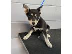 Adopt 86302 a Shepherd, Mixed Breed