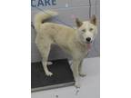 Adopt 86295 a Husky, Mixed Breed