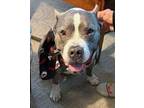 Adopt Granny Apple Smith a Pit Bull Terrier, Mixed Breed